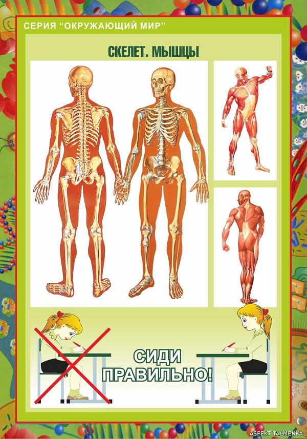 Окружающий мир тело человека. Окружающий мир скелет и мышцы. Опорно-двигательная система человека мышцы. Скелет и мышцы ребенка.