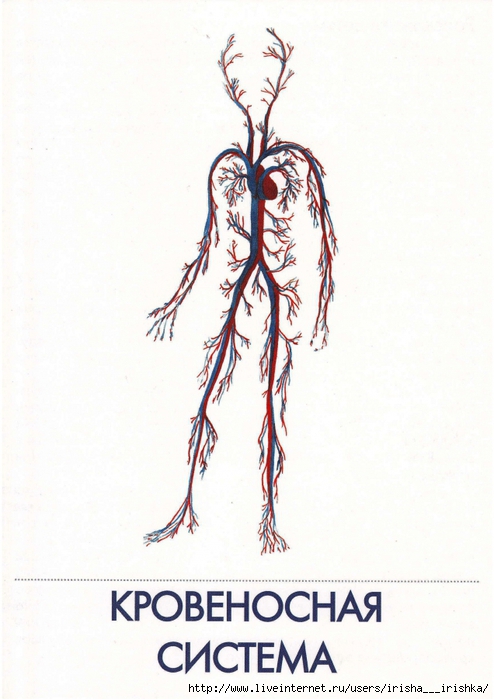 Кровеносная система рисунок. Органы кровеносной системы человека. Кровеносная система человека схема. Строение кровеносной системы человека для детей. Кровеносная система человека рисунок анатомия.