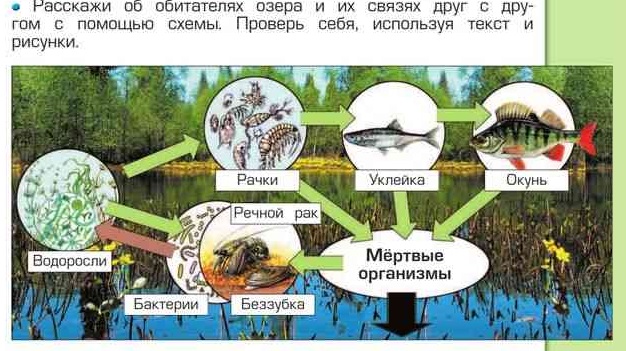 Экосистема озера схема